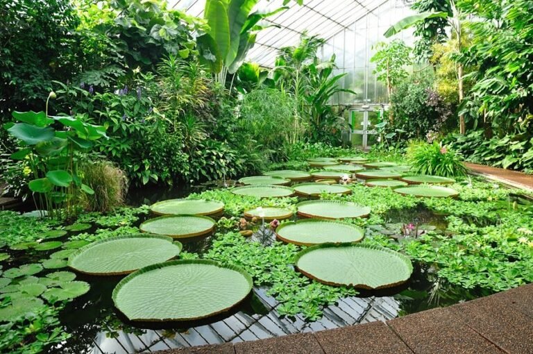 UN BUEN PLAN PARA EL FINAL DEL OTOÑO, UN PASEO POR EL REAL JARDÍN BOTÁNICO DE MADRID